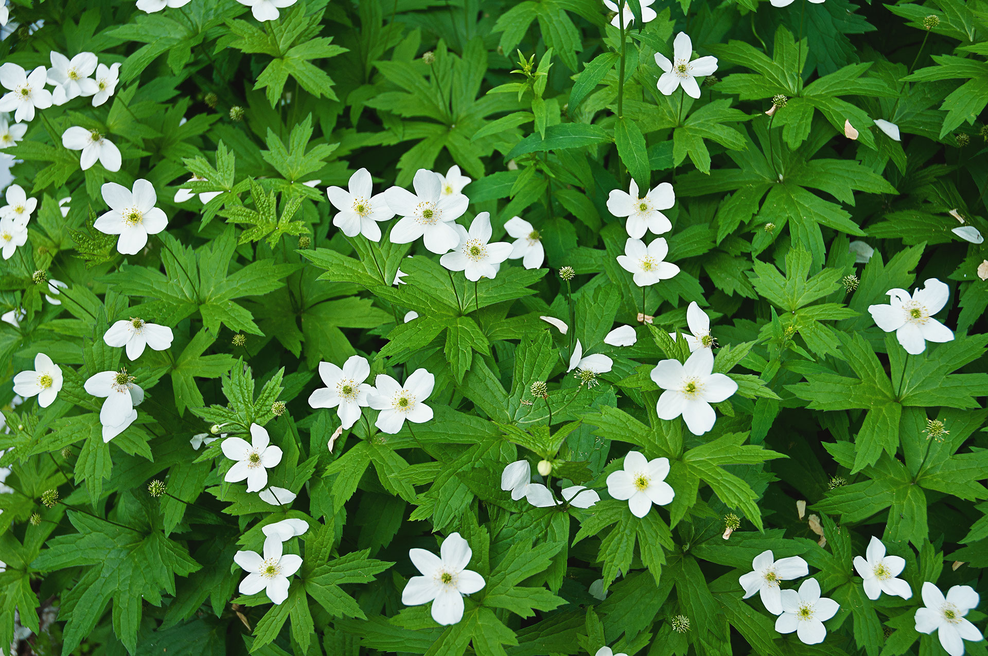 15 Best Ground Cover Plants For Shade, Best Perennial Ground Cover For Shade