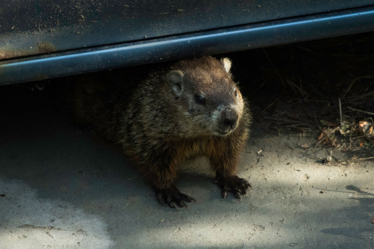 How to Get Rid of Groundhogs Humanely: 5 Effective Ways | Hausette