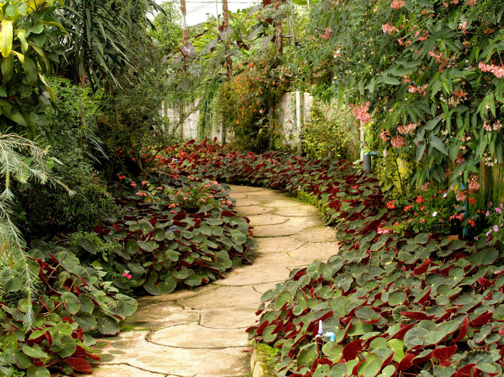Walkway surrounded by desert plants