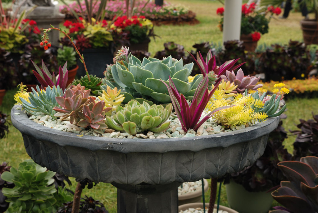 Succulent planter