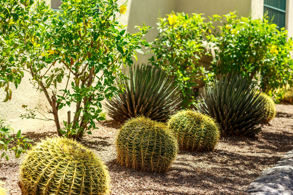 Desert Landscaping with Barrel Cactus Around Building in Downtown Tuscon