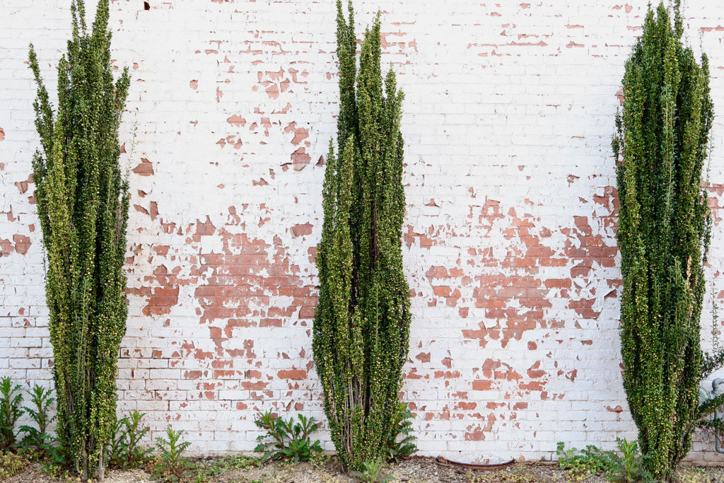 How To Grow Sky Pencil Holly Ilex Crenata Hausette