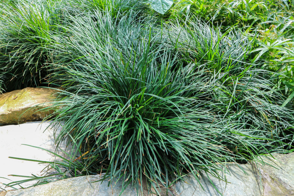 Mondo Grass How To Grow It How To Care For It And More