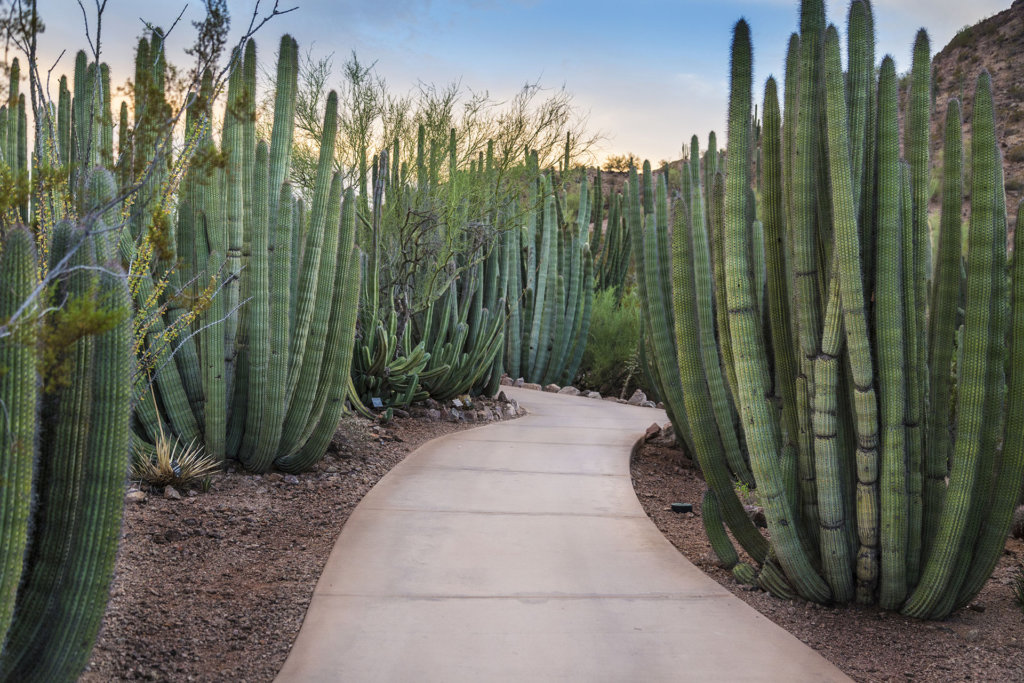 Desert Landscaping Ideas For Your Yard, Phoenix Desert Landscaping Ideas