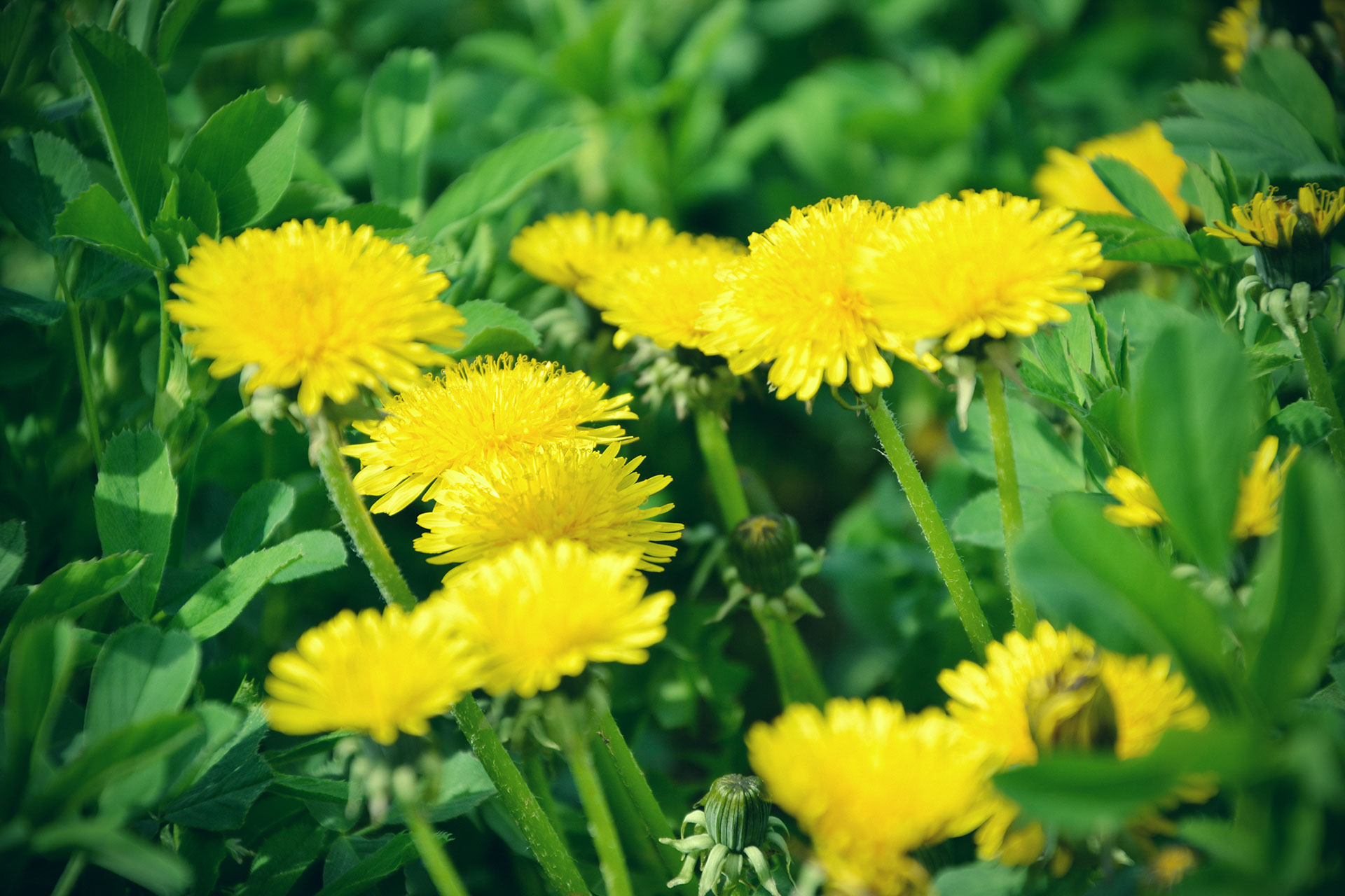 How To Get Rid Of Dandelions Forever Hausette