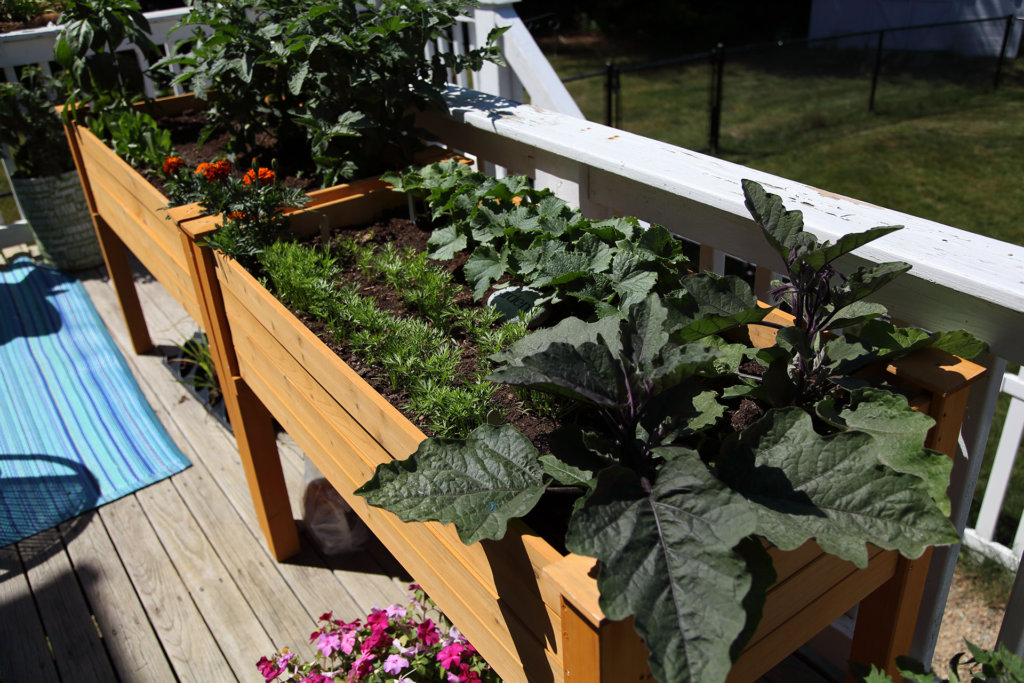 Container vegetable garden on the deck